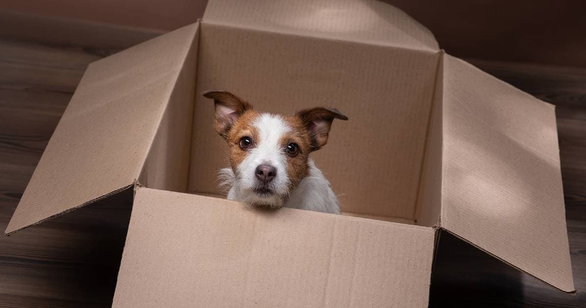 A small dog peeking out of a cardboard box